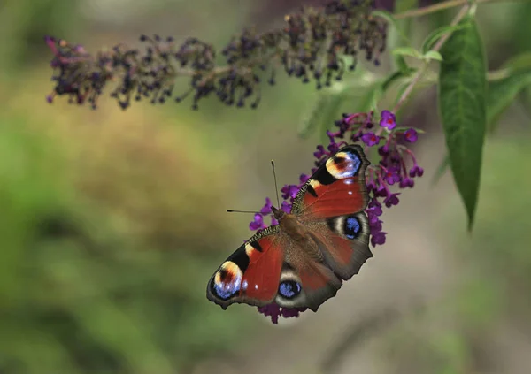 Красочная Бабочка Летнем Саду — стоковое фото