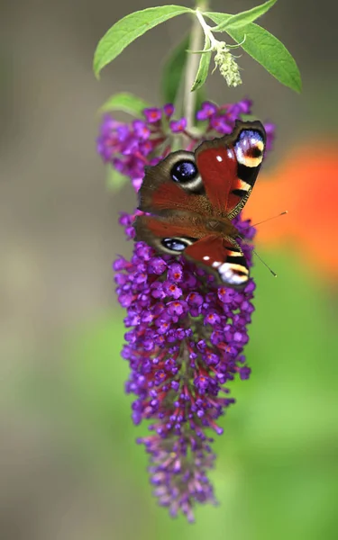 Barevný Motýl Letní Zahradě — Stock fotografie