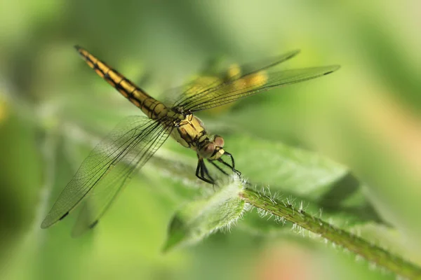 Barevný Dragonfly Sedící Rostlině — Stock fotografie