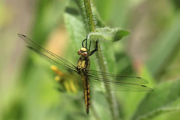 Libélula Colorida Sentada Planta — Fotografia de Stock