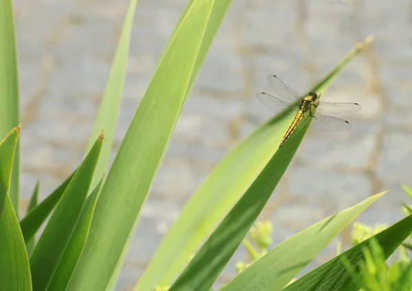 Libélula Colorida Sentada Planta — Fotografia de Stock