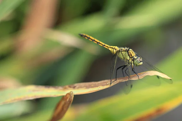 Kleurrijke Dragonfly Zittend Plant — Stockfoto