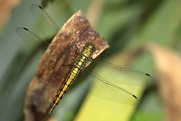 Libélula Colorida Sentada Planta — Fotografia de Stock