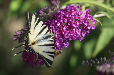 Renkli kelebekler çiçek üzerinde oturan
