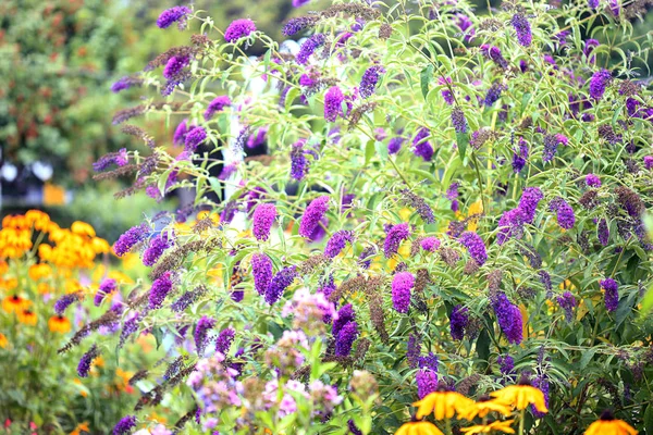 Fiori Colorati Nel Giardino Estivo — Foto Stock