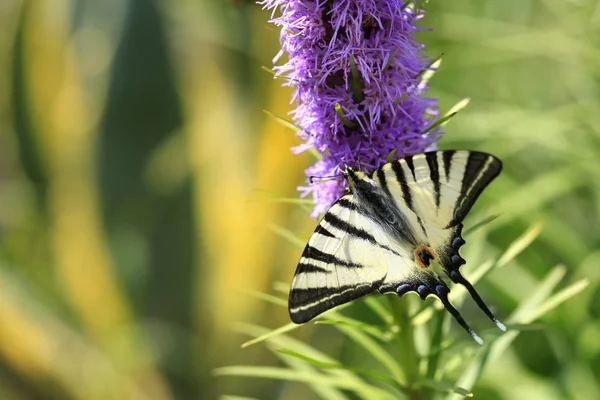 Mariposas Coloridas Sentadas Flor — Foto de Stock