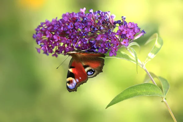 Borboletas Coloridas Sentadas Flores — Fotografia de Stock