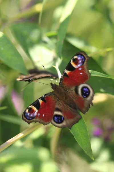 Mariposas Coloridas Sentadas Sobre Flores — Foto de Stock