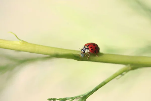 Mariquita Roja Sentada Planta Comiendo Insecto — Foto de Stock