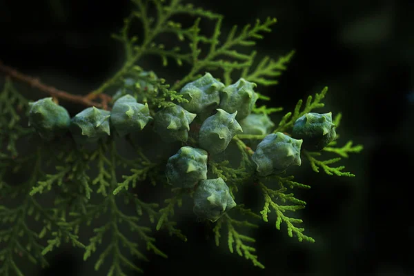 Yeşil Ağaç Üzerinde Yeşil Strobiles — Stok fotoğraf