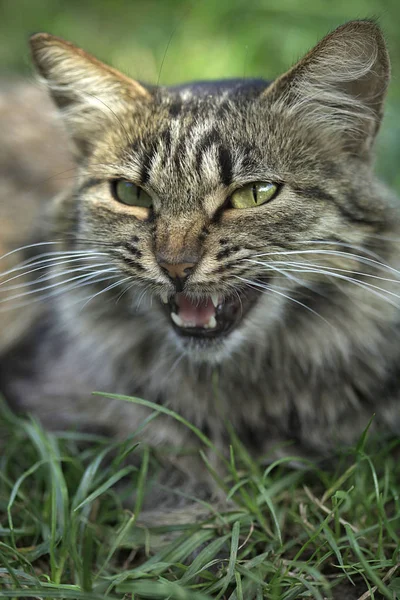 Kucing Abu Abu Belang Duduk Tanah — Stok Foto