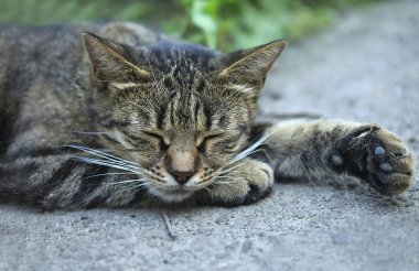 Tüylü vahşi kedi portresi