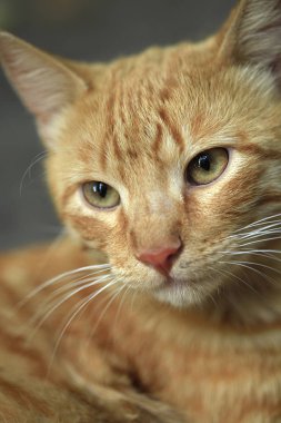 Tüylü vahşi kedi portresi