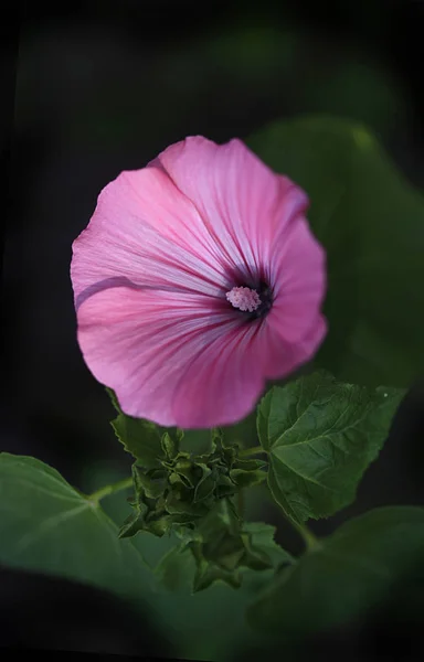 Pink Flowers Summer Garden — Stock Photo, Image