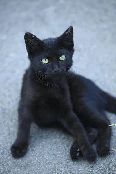Retrato Gato Salvaje Esponjoso — Foto de Stock