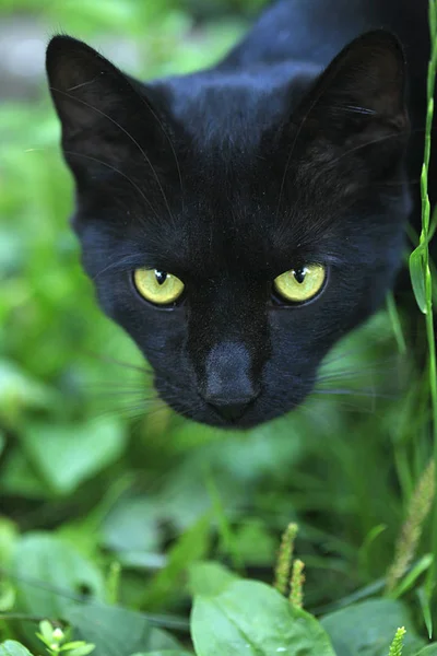 Portret Van Pluizige Wilde Kat — Stockfoto