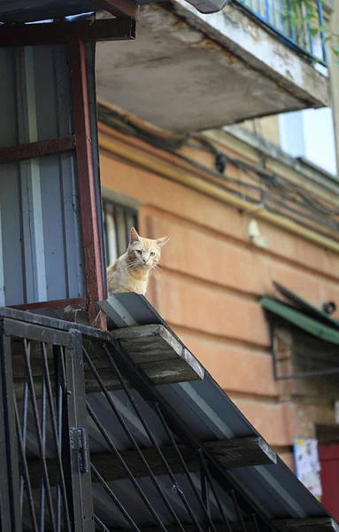 ふわふわの野生猫の肖像画 — ストック写真