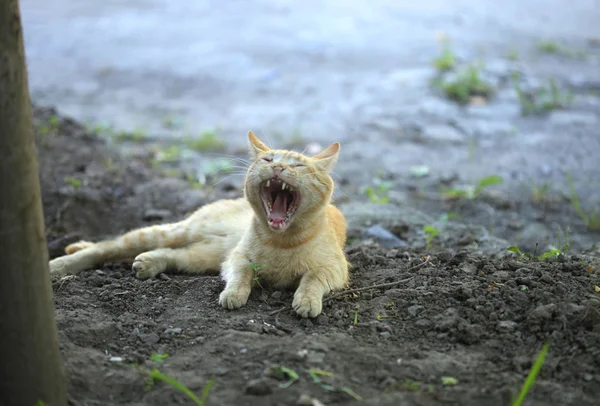 Porträt Einer Flauschigen Wildkatze — Stockfoto