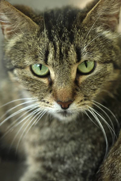 Çizgili Pofuduk Kedi Portresi Telifsiz Stok Fotoğraflar