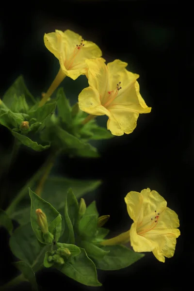 colorful flowers in fall garden