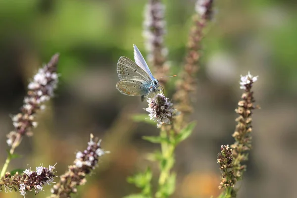 Μπλε Πεταλούδα Κάθεται Φυτό — Φωτογραφία Αρχείου