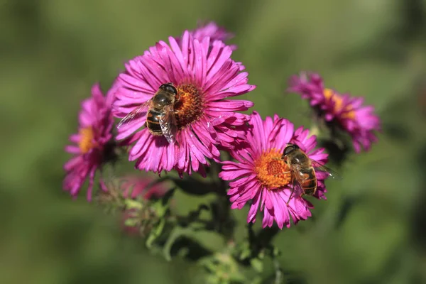 Bee Zittend Rode Bloem — Stockfoto