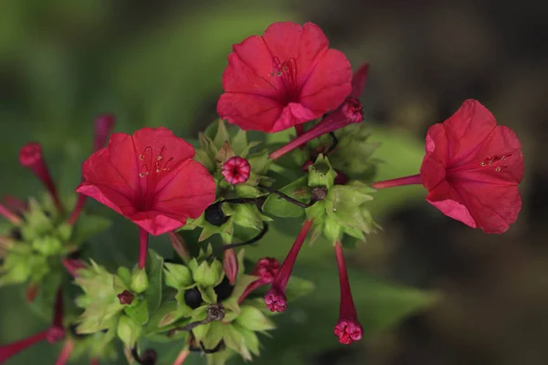 Färgglada Blommor Höst Trädgård — Stockfoto