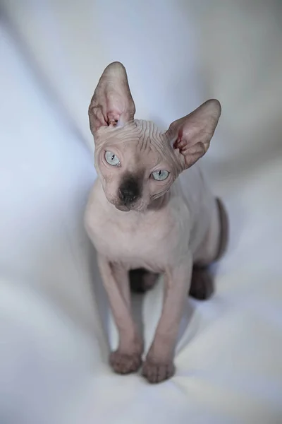 Portret Bezwłosy Kot Sfinks — Zdjęcie stockowe