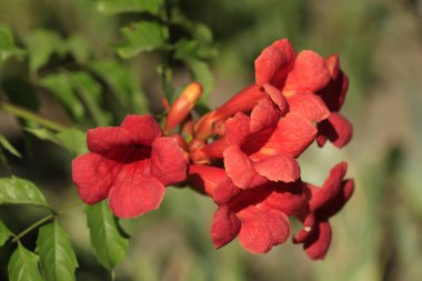 kırmızı çiçek üzerinde uçan arı