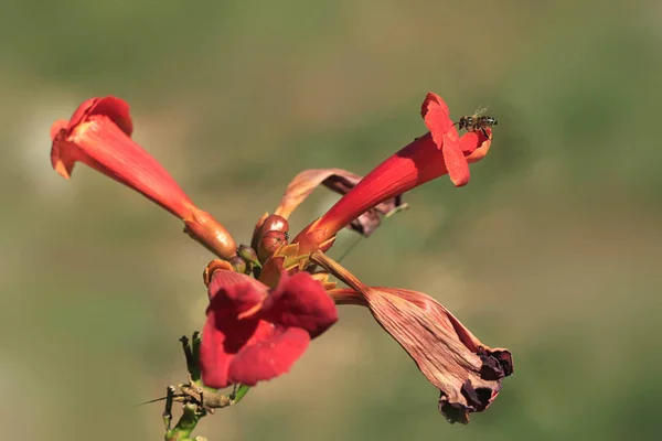 Včely Letící Nad Červenou Květinou — Stock fotografie