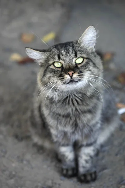 条纹街头猫的肖像 — 图库照片