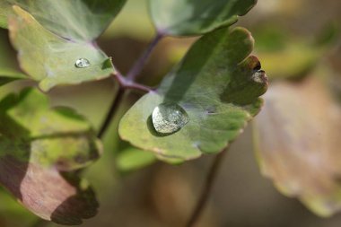 Yeşil yaprağa su damlası