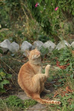 Tüylü vahşi kedi portresi