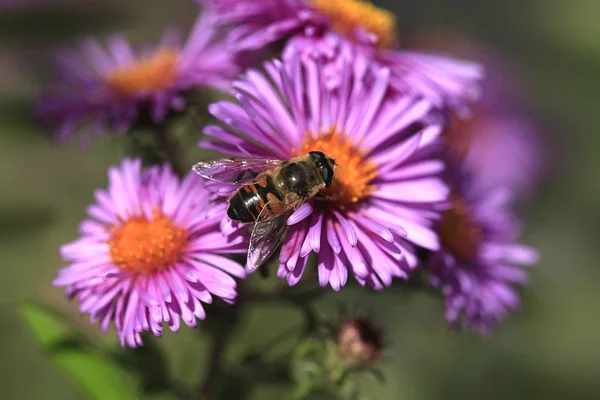 Bee Zittend Paarse Bloem — Stockfoto