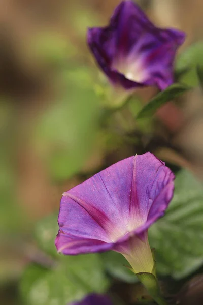 Fiore Viola Nel Giardino Estivo — Foto Stock