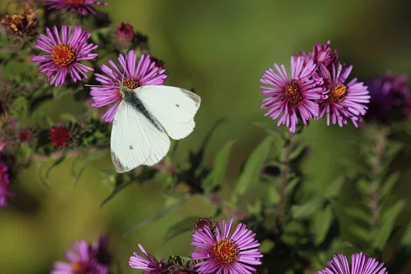 Weißer Schmetterling Auf Lila Blume — Stockfoto