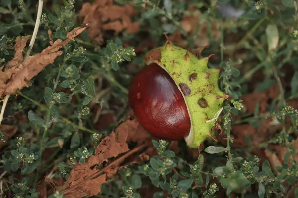 Castanha Deitado Grama Verde — Fotografia de Stock