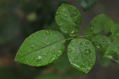 Su damlaları yeşil yapraklara düşer