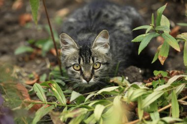Vahşi tüylü kedi portresi