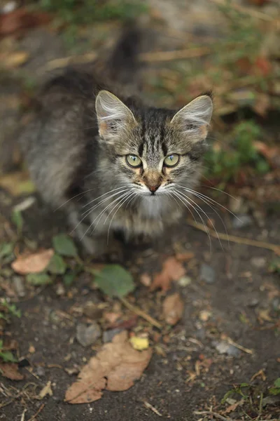 Porträtt Vild Fluffig Katt — Stockfoto