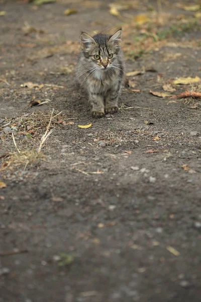 Vahşi Tüylü Kedi Portresi — Stok fotoğraf