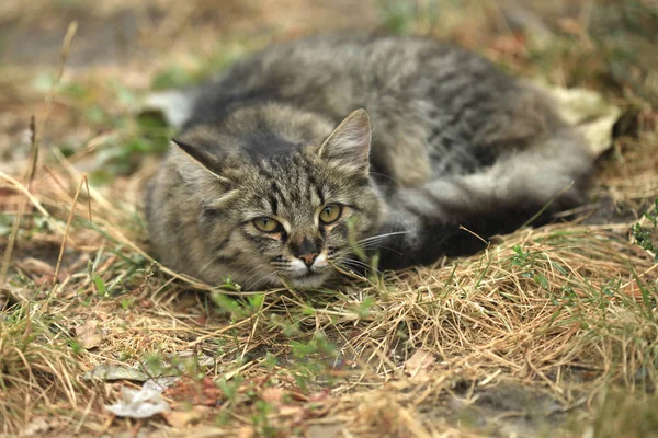 Porträtt Vild Fluffig Katt — Stockfoto