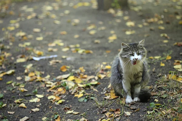 Tüylü Vahşi Kedi Portresi — Stok fotoğraf