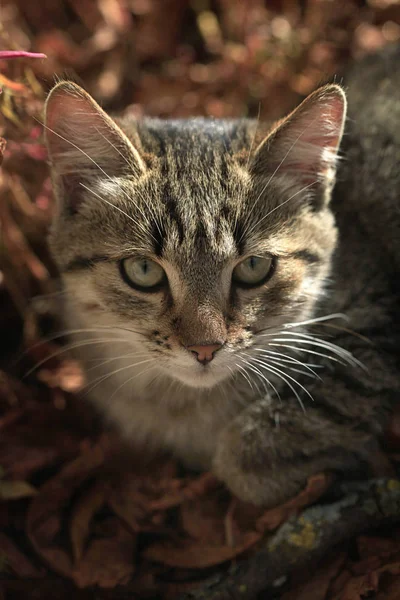 복슬복슬 고양이의 — 스톡 사진