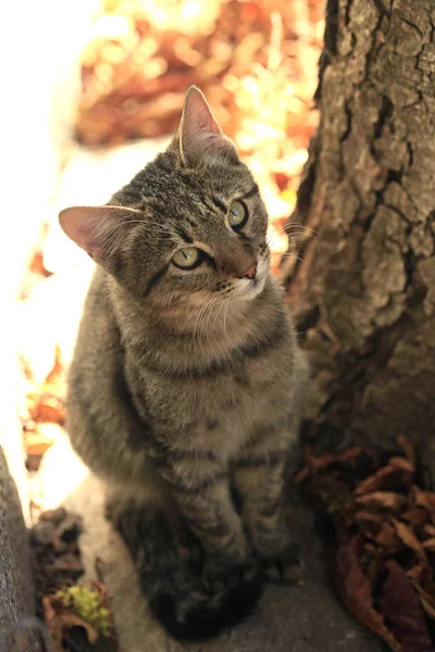 Porträtt Fluffig Vild Katt — Stockfoto