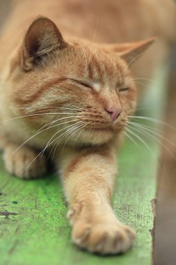 Tüylü vahşi kedi portresi