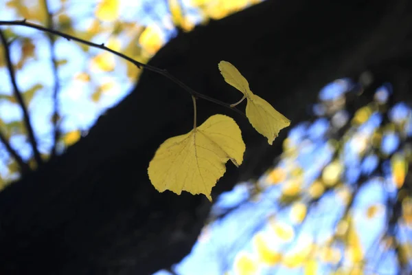 Colorful Autumn Leaves Park — Stock Photo, Image