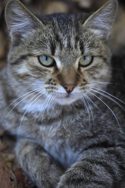 Portrait Fluffy Wild Cat — Stock Photo, Image