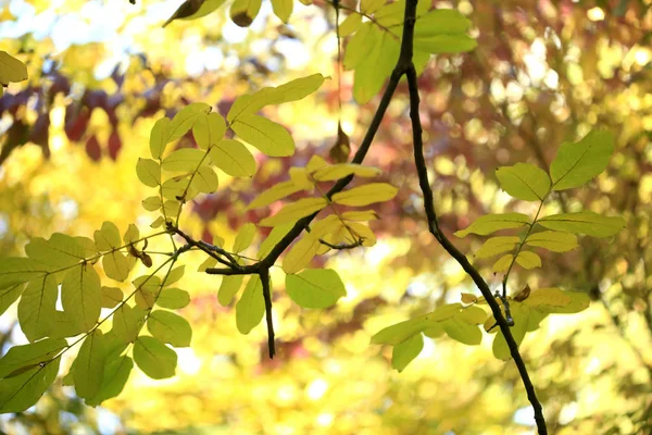 Πολύχρωμα Φύλλα Του Φθινοπώρου Στο Πάρκο — Φωτογραφία Αρχείου