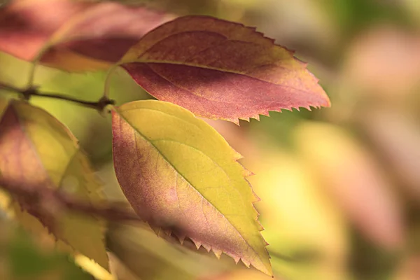 Folhas Outono Coloridas Parque — Fotografia de Stock